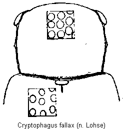 cryptophagus_fallax_vk.gif