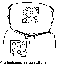 cryptophagus_hexagonalis_vk.gif