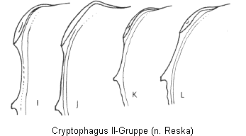 cryptophagus_ii-gruppe_hsch.gif