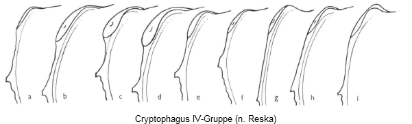 cryptophagus_iv-gruppe_hsch.gif