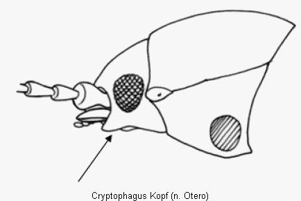 cryptophagus_kopf.gif