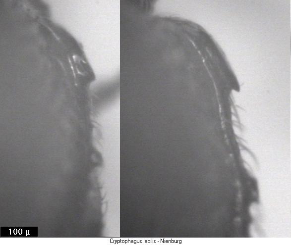 cryptophagus_labilis_hsch.jpg