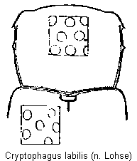 cryptophagus_labilis_vk.gif