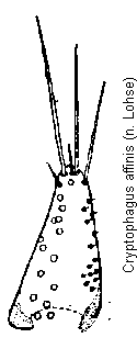 cryptophagus_laticollis_pm.gif