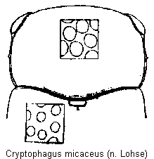 cryptophagus_micaceus_vk.gif