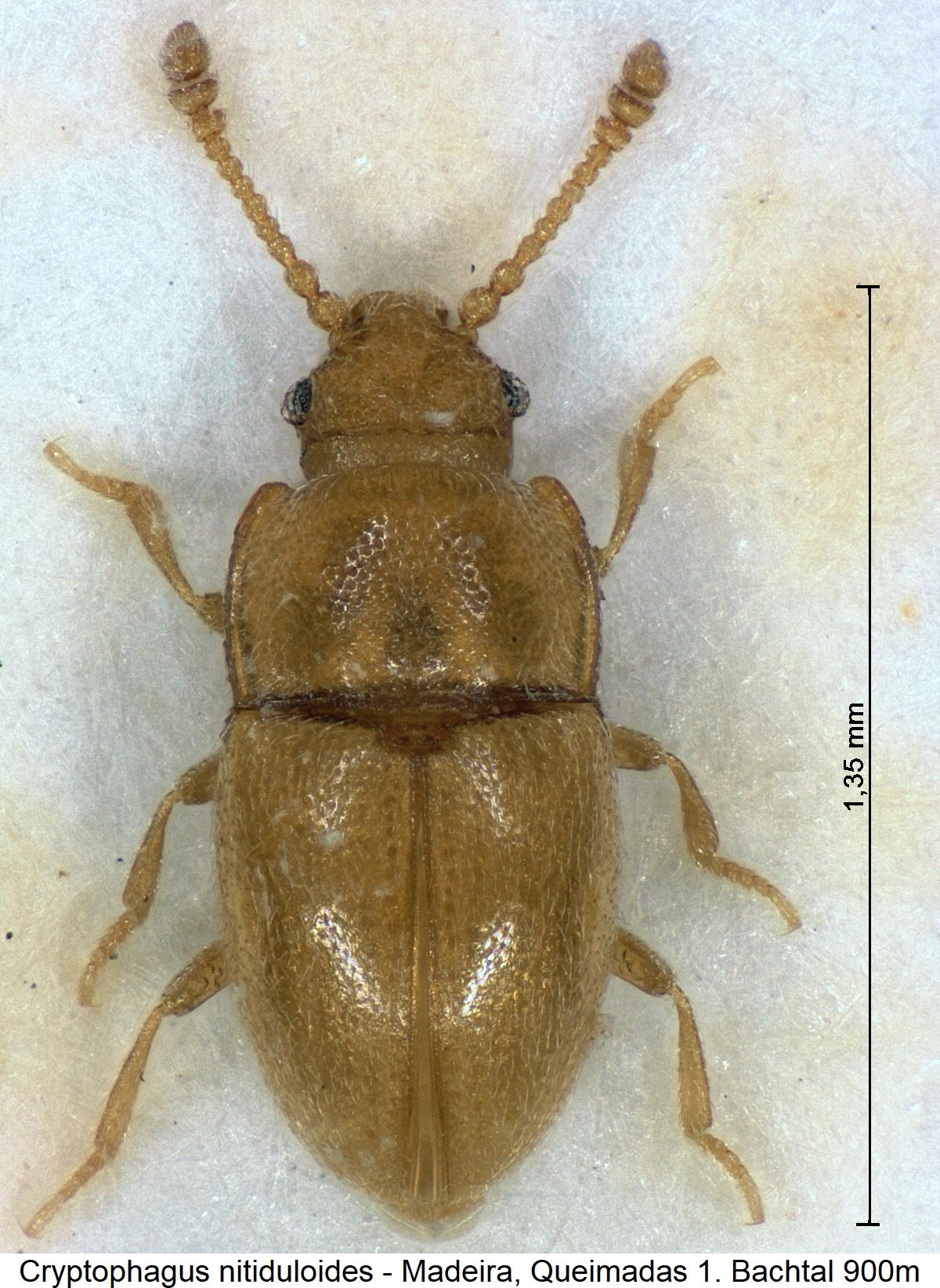 cryptophagus_nitiduloides_hab.jpg