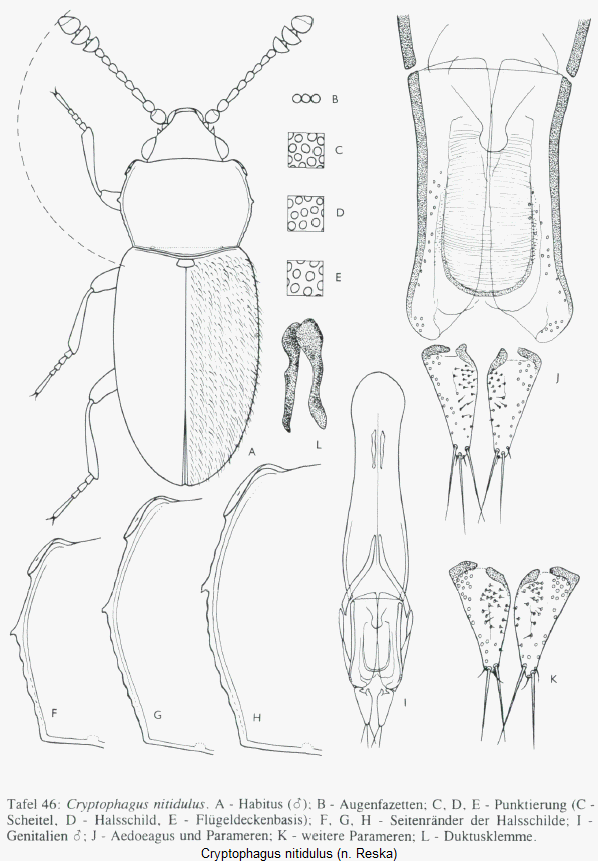 cryptophagus_nitidulus_hab.gif