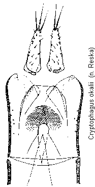 cryptophagus_okalii.gif