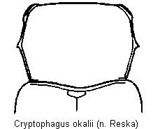 cryptophagus_okalii_vk.gif