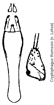 cryptophagus_pallidus.gif