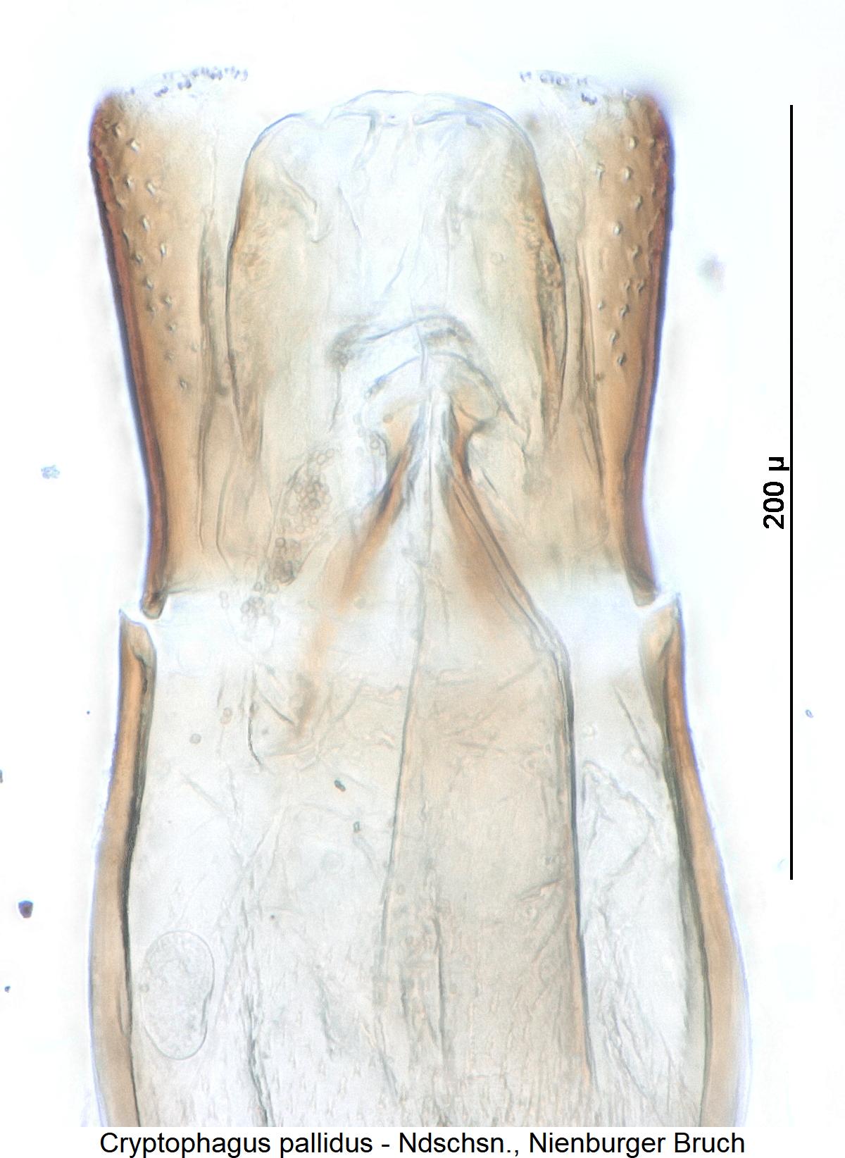 cryptophagus_pallidus1.jpg