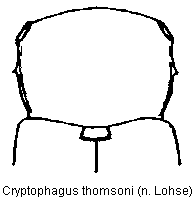 cryptophagus_pallidus_vk.gif