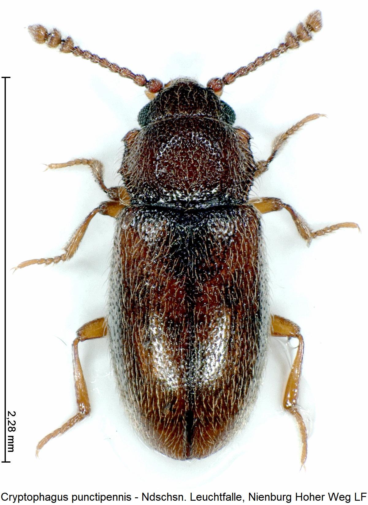 cryptophagus_punctipennis_hab1.jpg