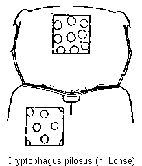 cryptophagus_punctipennis_vk.gif