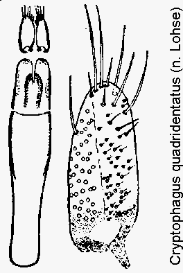 cryptophagus_quadridentatus.gif
