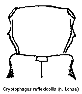 cryptophagus_reflexicollis_vk.gif