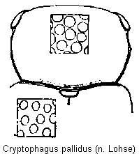 cryptophagus_reflexus_vk.gif