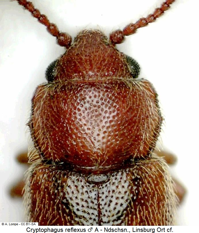 cryptophagus_reflexus_vk1.jpg