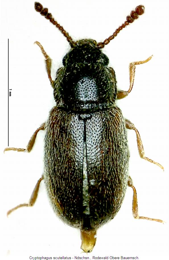 cryptophagus_scutellatus_hab.jpg
