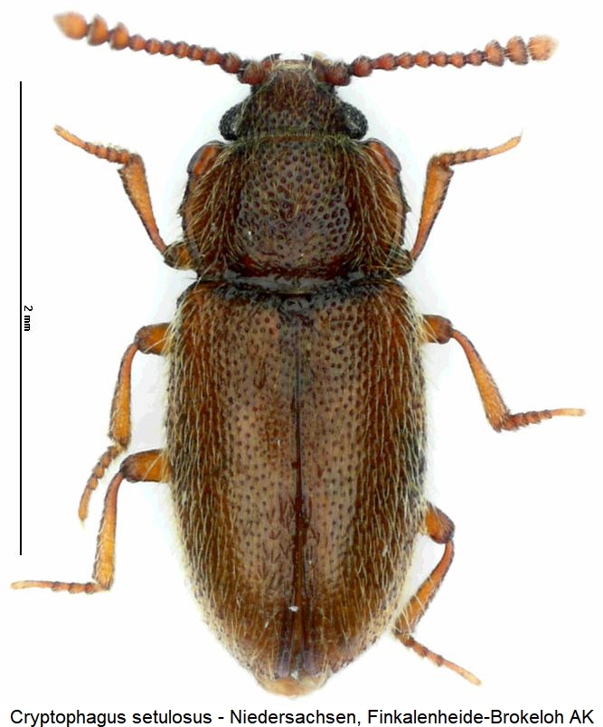 cryptophagus_setulosus_hab2.jpg