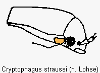 cryptophagus_straussi_sa.gif