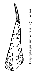 cryptophagus_subdepressus_pm.gif