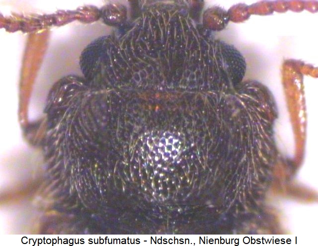 cryptophagus_subfumatus_hsch.jpg