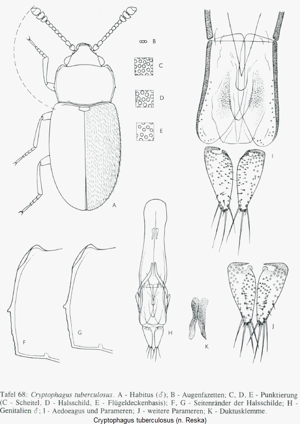 cryptophagus_tuberculosus_hab.gif
