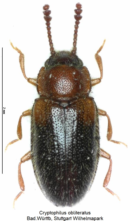 cryptophilus_obliteratus_hab.jpg