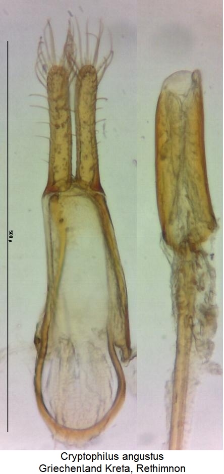 cryptophilus_simplex.jpg