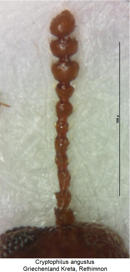 cryptophilus_simplex_f.jpg