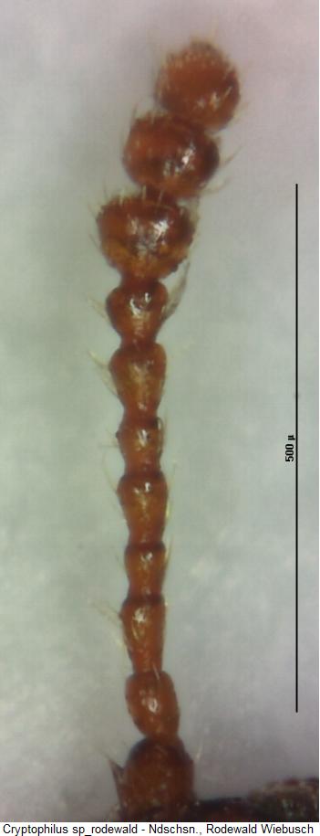 cryptophilus_sp_rodewald_f.jpg