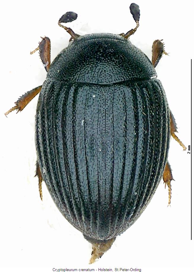cryptopleurum_crenatum_hab2.jpg
