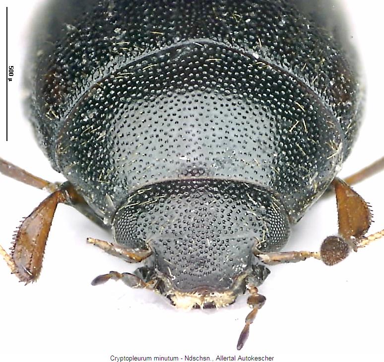 cryptopleurum_minutum_k.jpg