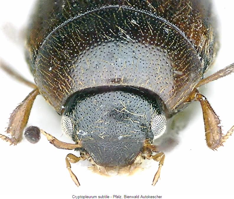 cryptopleurum_subtile_k.jpg