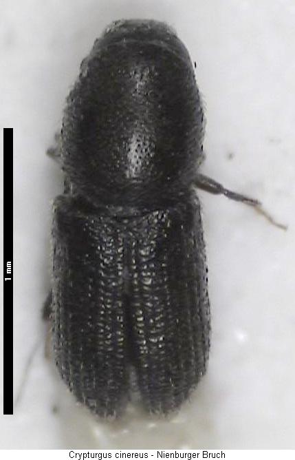 crypturgus_cinereus2_hab.jpg