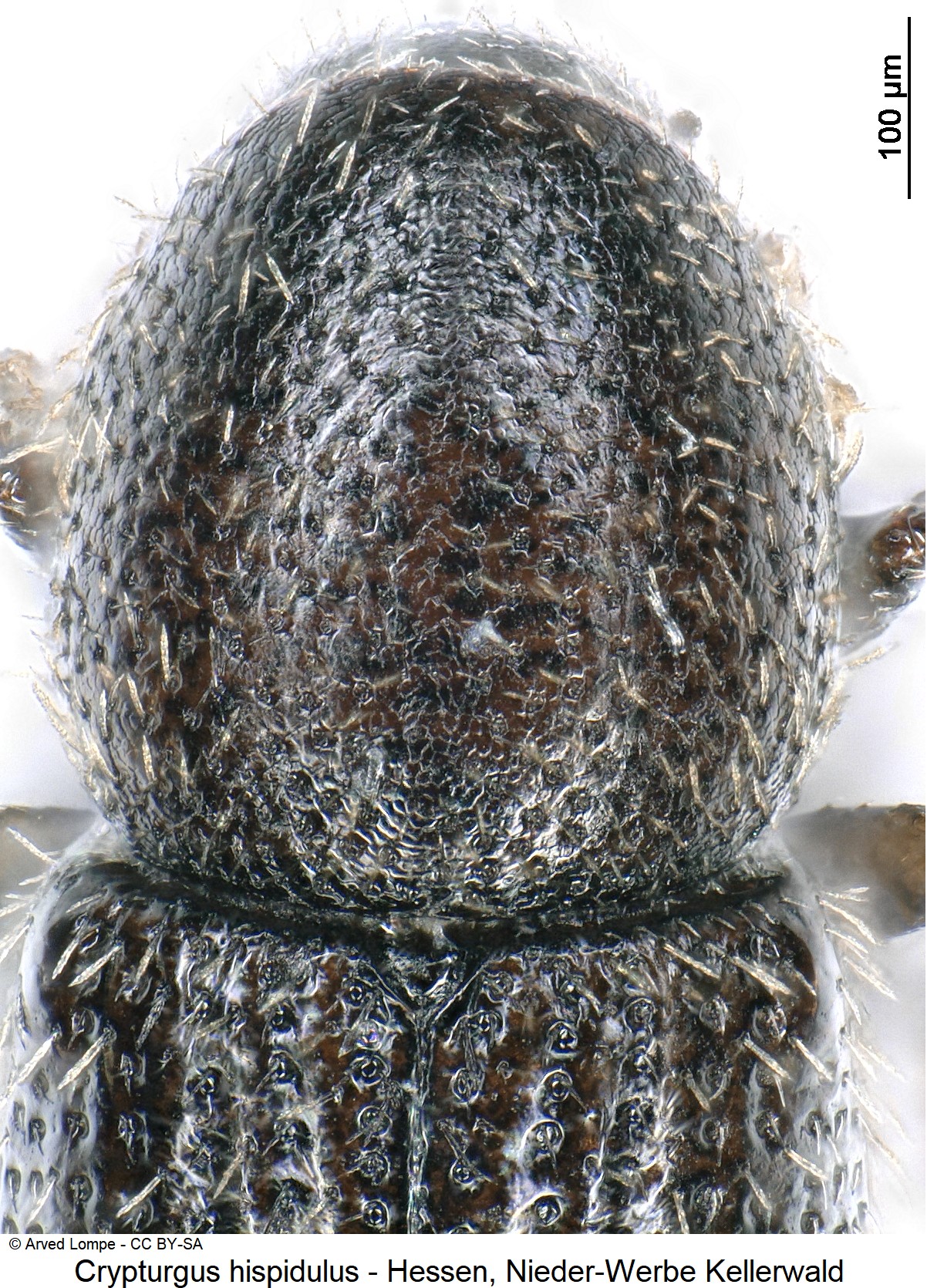 crypturgus_hispidulus_ck34307036_hsch.jpg
