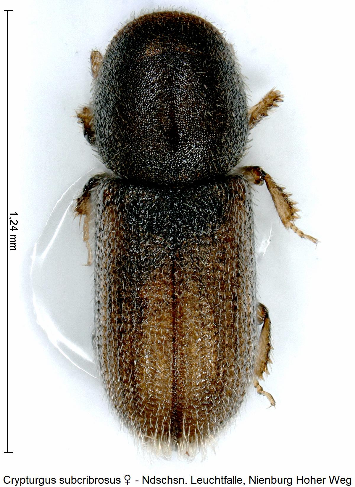crypturgus_subcribrosus_w_hab.jpg