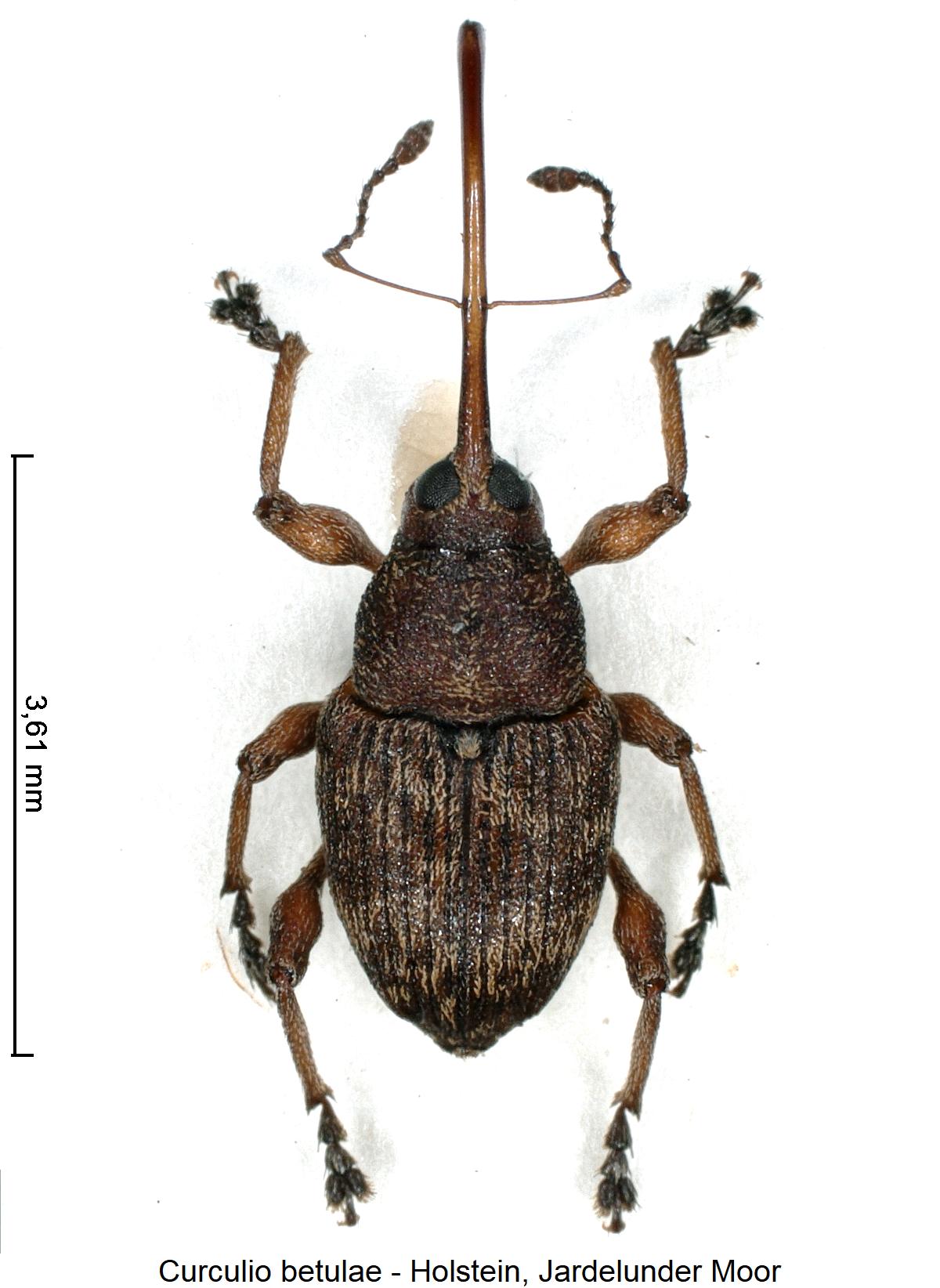 curculio_betulae_hab.jpg