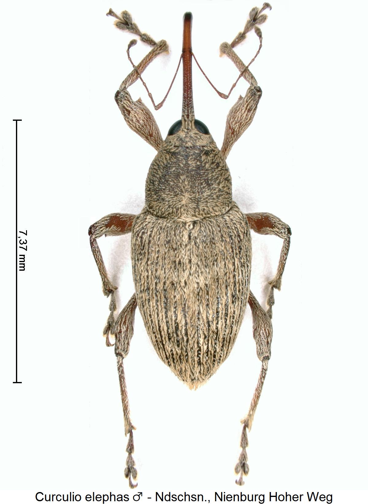 curculio_elephas_hab.jpg