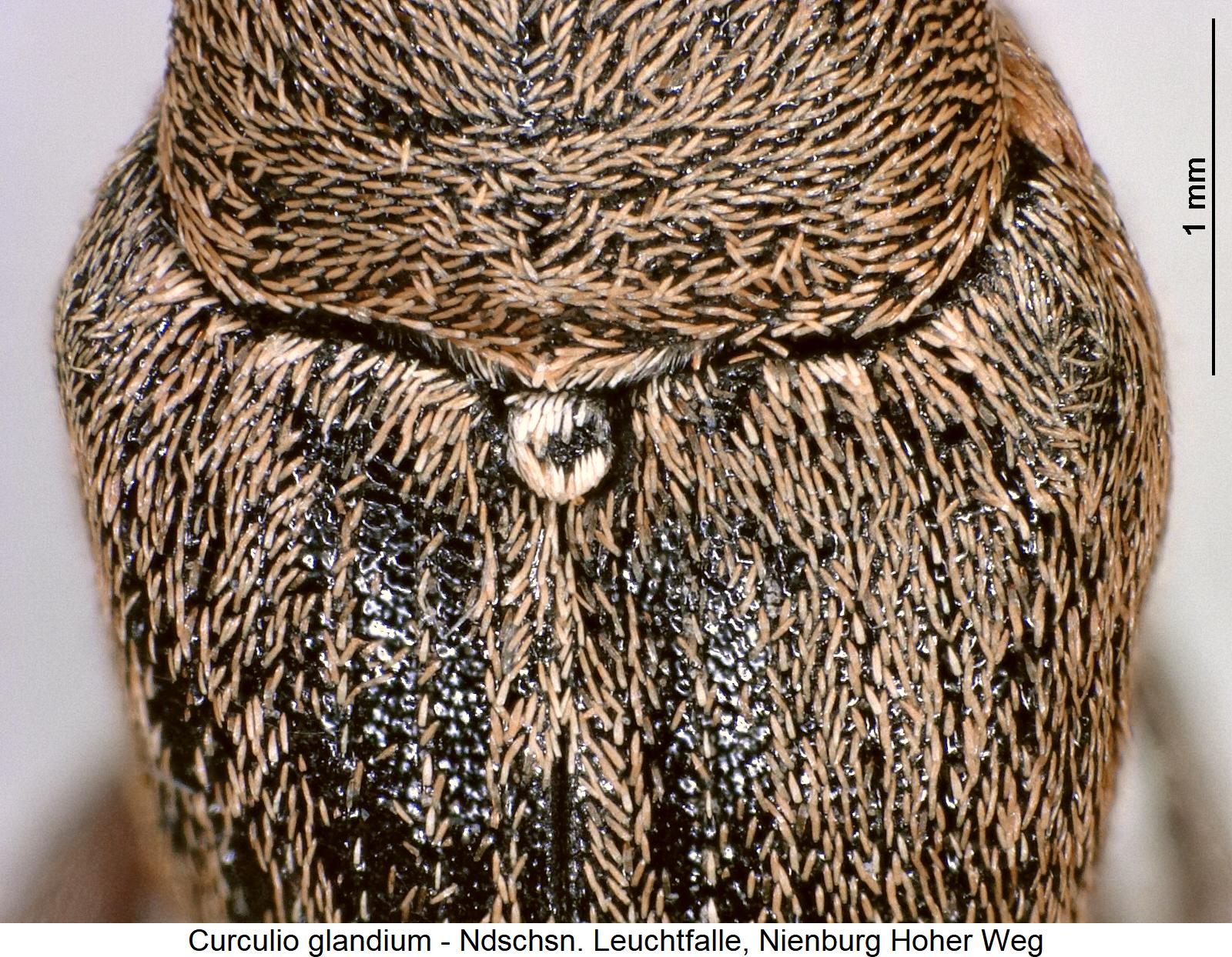 curculio_glandium_scut.jpg