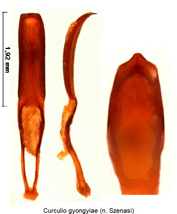 curculio_gyongyiae.jpg