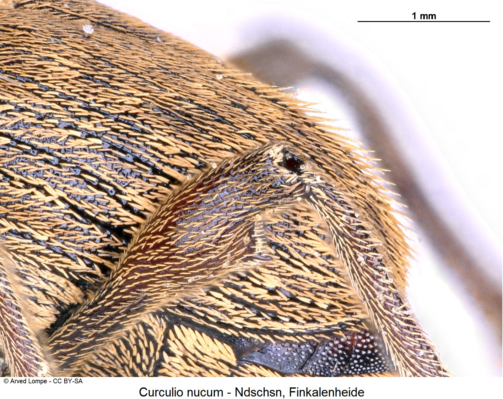 curculio_nucum_ck16997478_dec.jpg