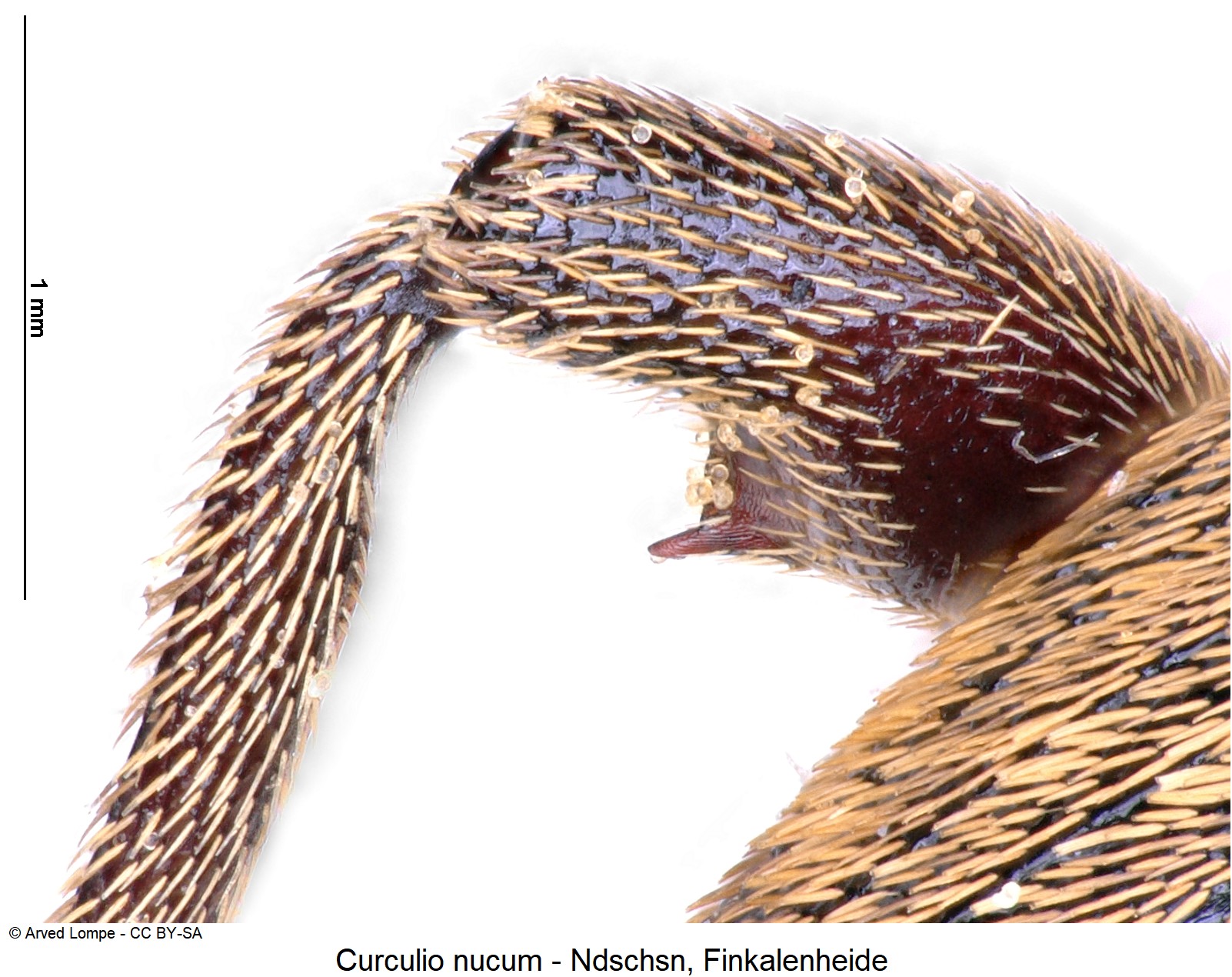 curculio_nucum_ck16997478_hschl.jpg
