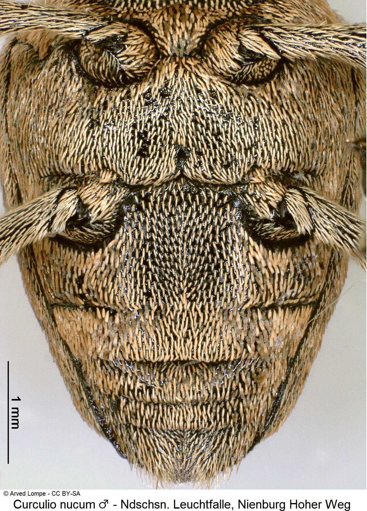 curculio_nucum_m_us.jpg