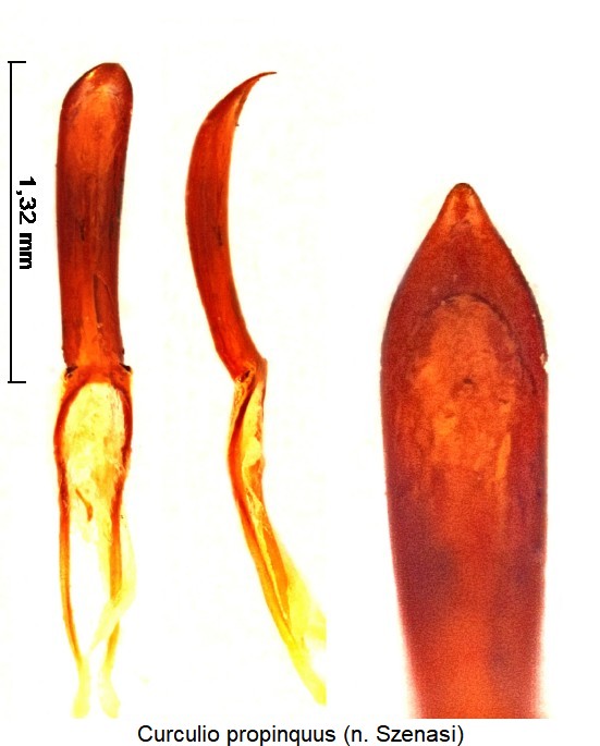 curculio_propinquus.jpg