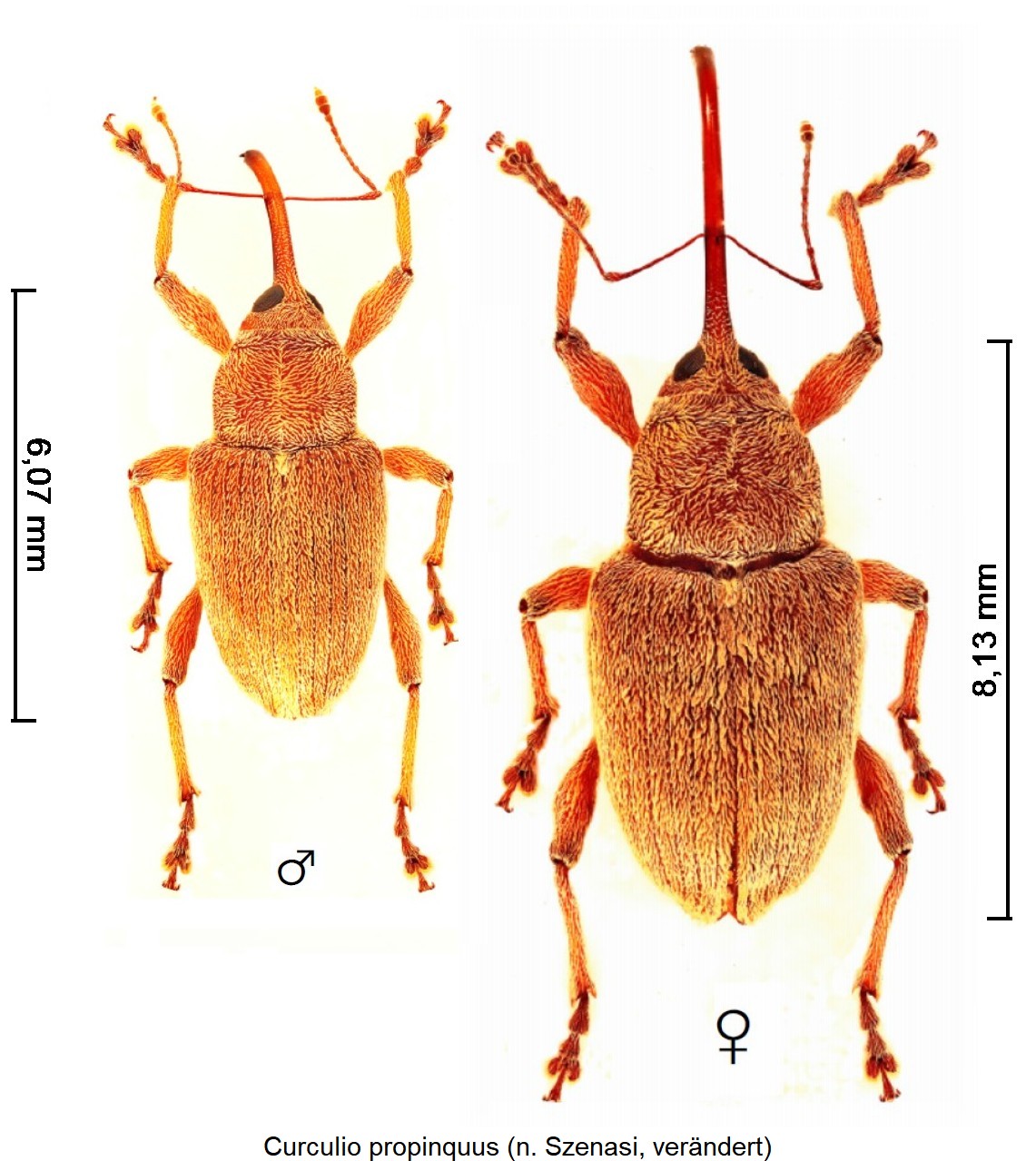 curculio_propinquus_hab.jpg