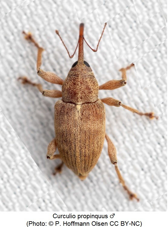 curculio_propinquus_m_hab.jpg