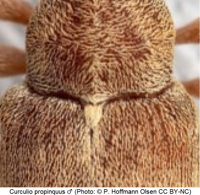 curculio_propinquus_m_scut.jpg