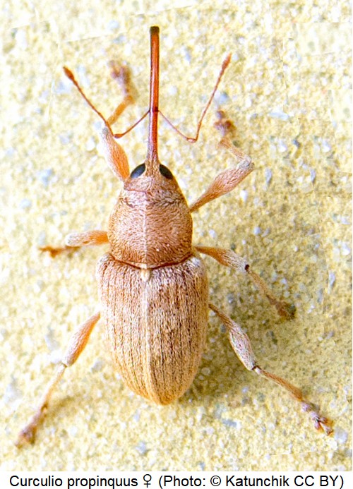 curculio_propinquus_w_hab.jpg